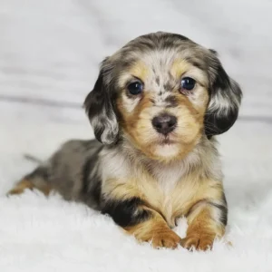 Dachshund