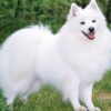 American Eskimo