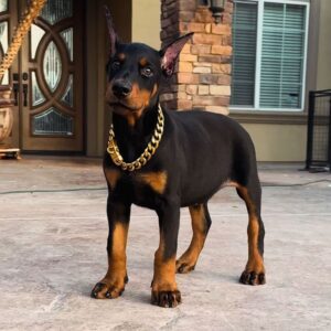 Dober man Puppy