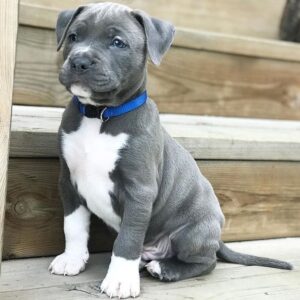 Pit bull