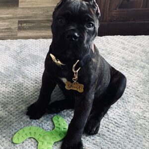 Cane corso