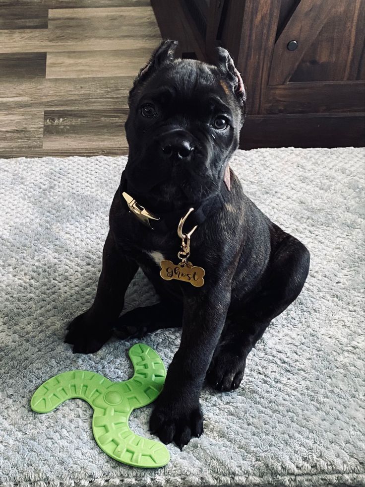 Cane corso