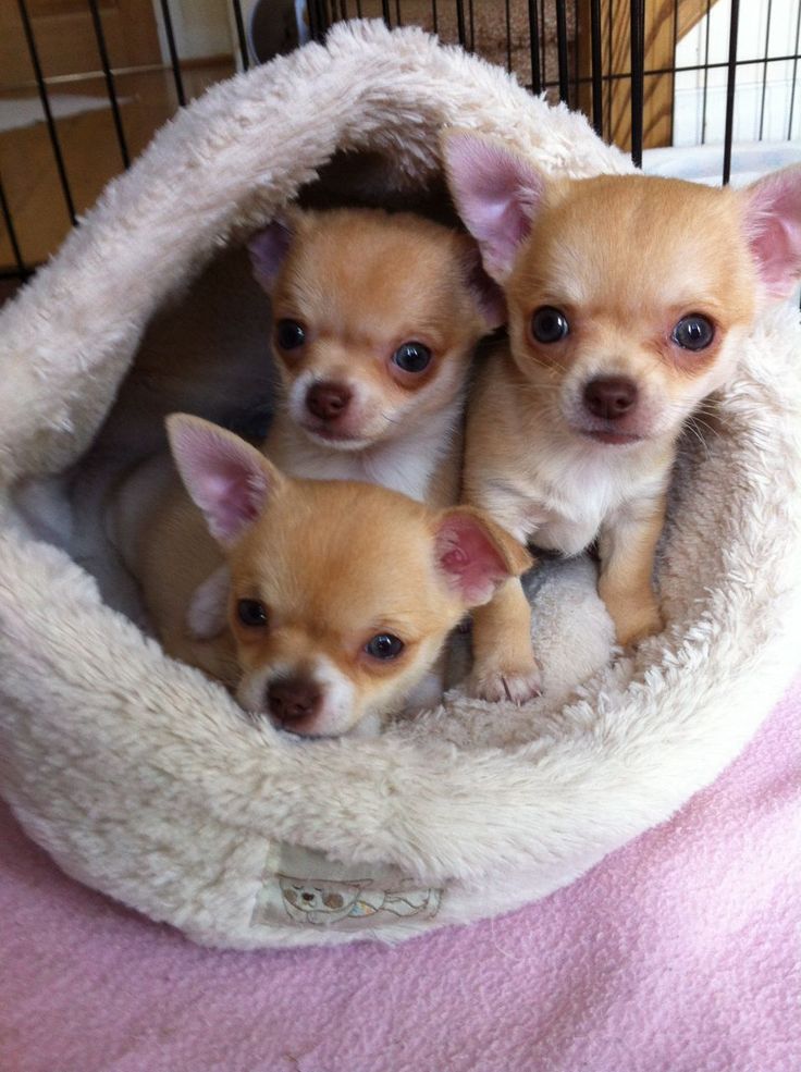 Chihuahua Puppy - Image 2