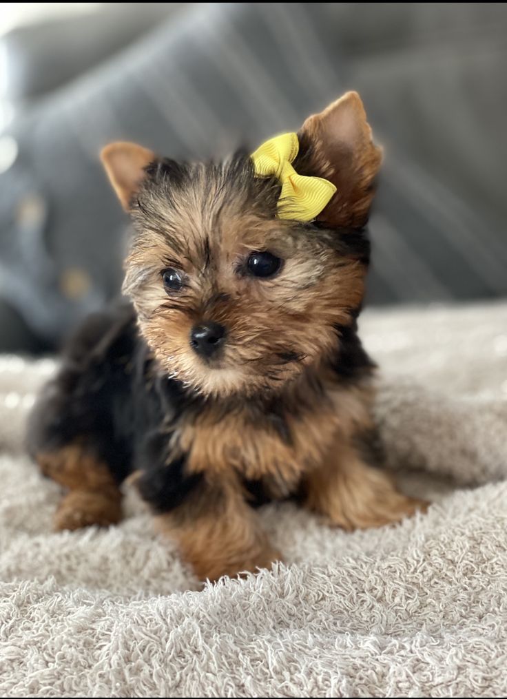 Teacup Yorkies - Image 4