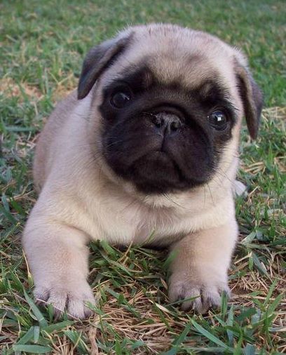 Pug Puppy - Image 3