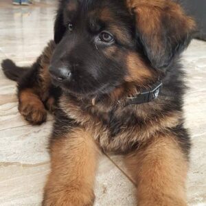 German Shepard