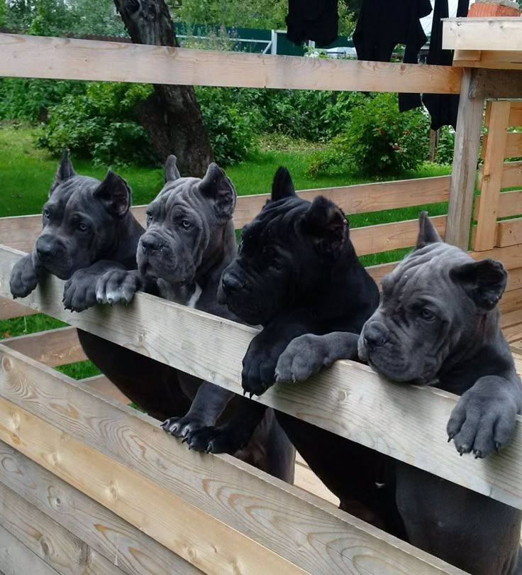 Cane corso - Image 2