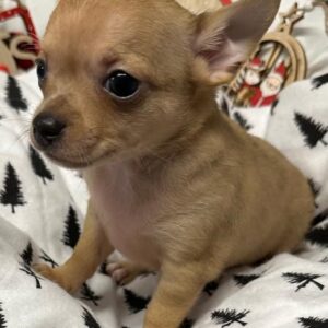Chihuahua Puppy