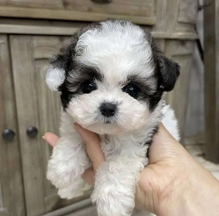 Teacup Poodles - Image 3