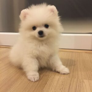 Pomeranian