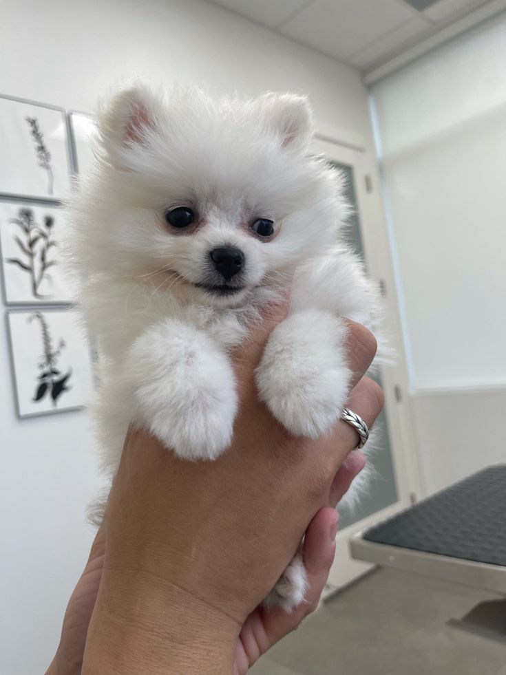 Pomeranian - Image 3