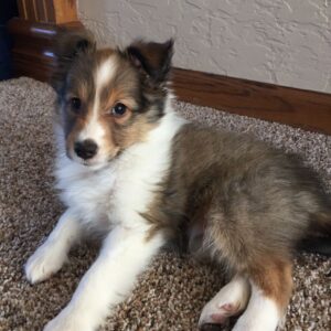 Sheltie Puppy