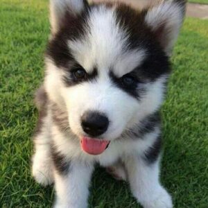 Husky Puppy