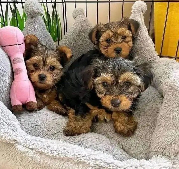 Teacup Yorkies - Image 2