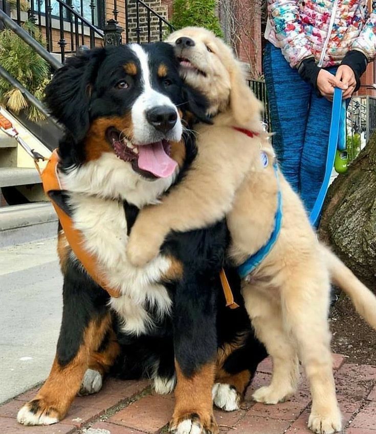 Austrail Shepard - Image 2