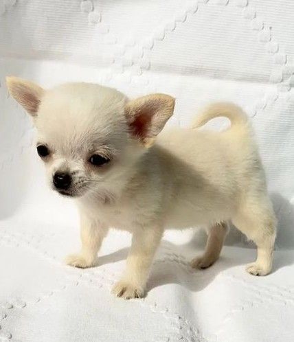 Chihuahua Puppy - Image 3