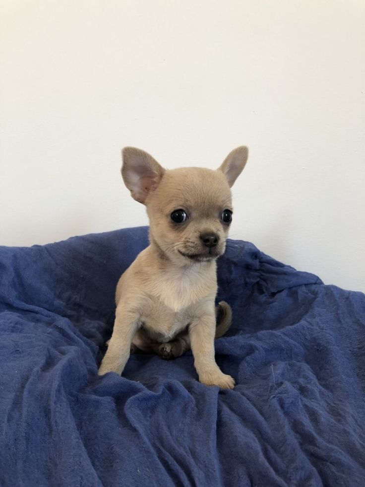 Chihuahua Puppy - Image 4