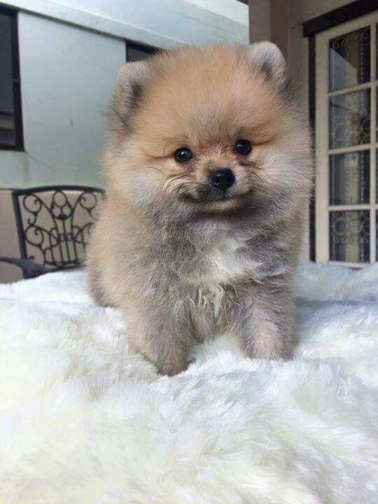 Pomeranian - Image 2
