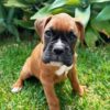 Boxer Puppy