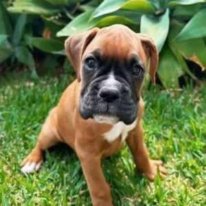 Boxer Puppy