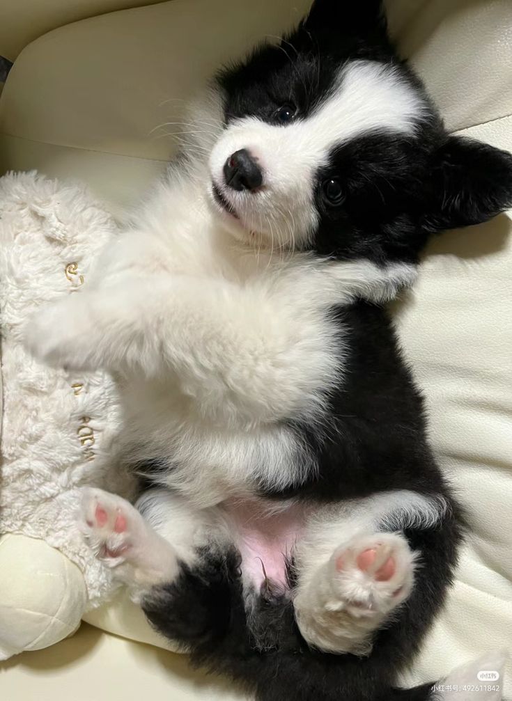 Berder Collie - Image 2