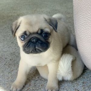 Pug Puppy
