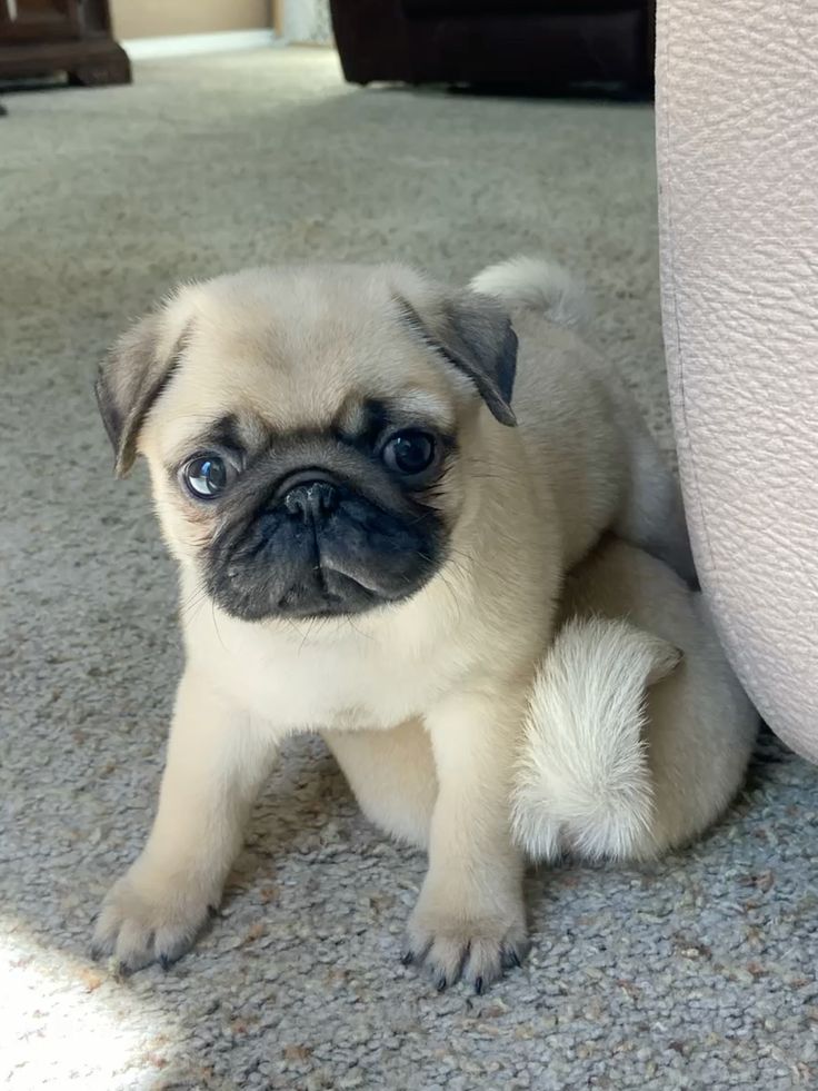 Pug Puppy