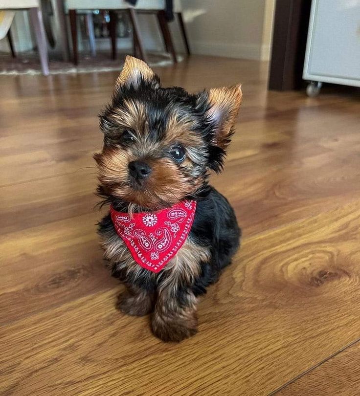 Teacup Yorkies - Image 3